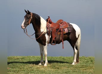 Kentucky Mountain Saddle Horse, Hongre, 4 Ans, Tobiano-toutes couleurs