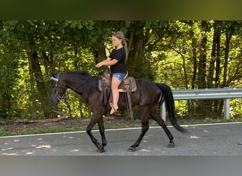 Kentucky Mountain Saddle Horse, Hongre, 5 Ans, 127 cm, Noir