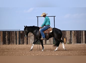 Kentucky Mountain Saddle Horse, Hongre, 5 Ans, 147 cm, Noir