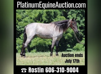 Kentucky Mountain Saddle Horse, Hongre, 5 Ans, 147 cm, Rouan Bleu