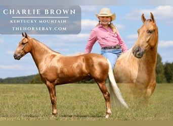 Kentucky Mountain Saddle Horse, Hongre, 5 Ans, 155 cm, Palomino