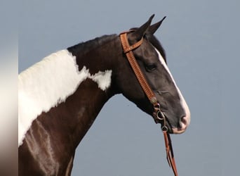 Kentucky Mountain Saddle Horse, Hongre, 5 Ans, Tobiano-toutes couleurs