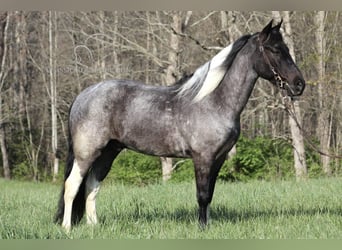 Kentucky Mountain Saddle Horse, Hongre, 6 Ans, 142 cm, Rouan Bleu