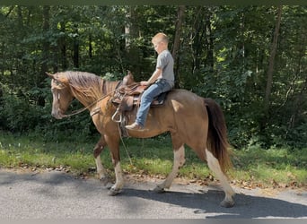 Kentucky Mountain Saddle Horse, Hongre, 6 Ans, 147 cm, Champagne