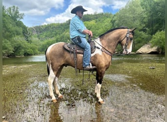 Kentucky Mountain Saddle Horse, Hongre, 6 Ans, 152 cm, Buckskin