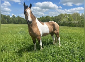 Kentucky Mountain Saddle Horse, Hongre, 6 Ans, 152 cm, Buckskin