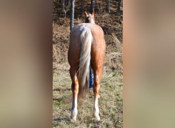 Kentucky Mountain Saddle Horse, Hongre, 6 Ans, 152 cm, Palomino