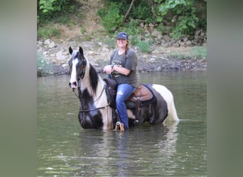 Kentucky Mountain Saddle Horse, Hongre, 6 Ans, 160 cm, Tobiano-toutes couleurs