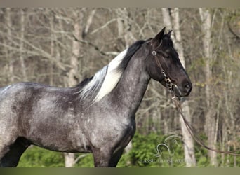 Kentucky Mountain Saddle Horse, Hongre, 7 Ans, 142 cm, Rouan Bleu