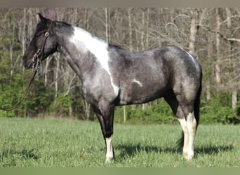 Kentucky Mountain Saddle Horse, Hongre, 7 Ans, 142 cm, Rouan Bleu