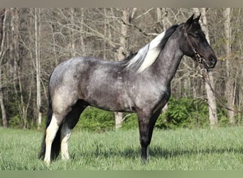 Kentucky Mountain Saddle Horse, Hongre, 7 Ans, 142 cm, Rouan Bleu