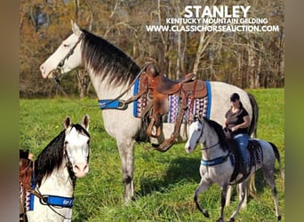 Kentucky Mountain Saddle Horse, Hongre, 7 Ans, 152 cm, Gris