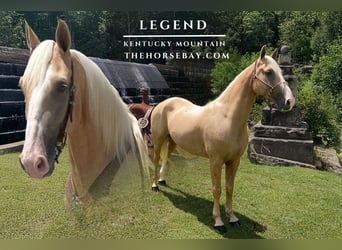 Kentucky Mountain Saddle Horse, Hongre, 7 Ans, 155 cm, Palomino