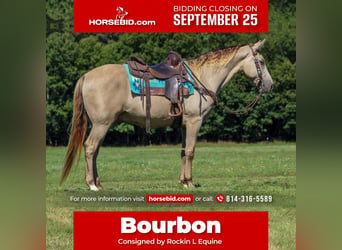 Kentucky Mountain Saddle Horse, Hongre, 7 Ans, 160 cm, Champagne