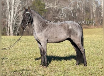 Kentucky Mountain Saddle Horse, Hongre, 8 Ans, 142 cm, Rouan Bleu