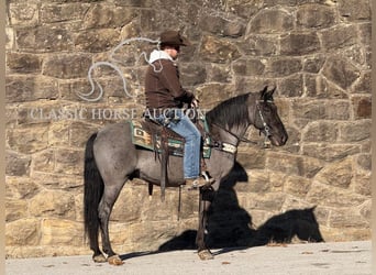 Kentucky Mountain Saddle Horse, Hongre, 8 Ans, 142 cm, Rouan Bleu