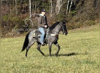 Kentucky Mountain Saddle Horse, Hongre, 8 Ans, 142 cm, Rouan Bleu