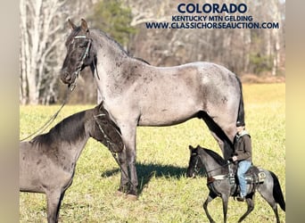 Kentucky Mountain Saddle Horse, Hongre, 8 Ans, 142 cm, Rouan Bleu