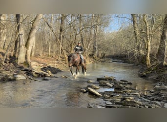 Kentucky Mountain Saddle Horse, Hongre, 8 Ans, 152 cm, Bai cerise