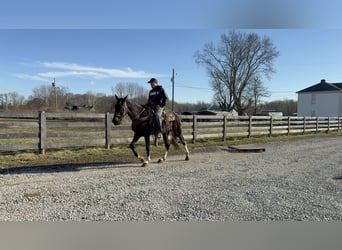 Kentucky Mountain Saddle Horse, Hongre, 8 Ans, 152 cm, Bai cerise