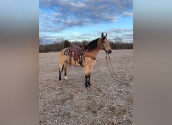 Kentucky Mountain Saddle Horse, Hongre, 8 Ans, 152 cm, Buckskin