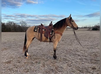 Kentucky Mountain Saddle Horse, Hongre, 8 Ans, 152 cm, Buckskin