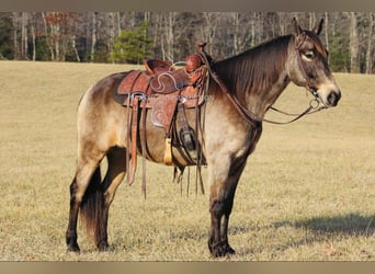 Kentucky Mountain Saddle Horse, Hongre, 8 Ans, 152 cm, Buckskin