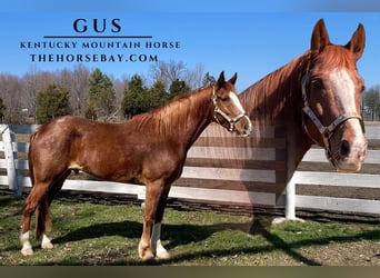 Kentucky Mountain Saddle Horse, Hongre, 8 Ans, Rouan Rouge