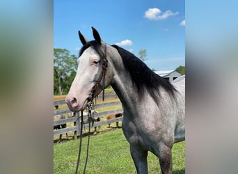 Kentucky Mountain Saddle Horse, Hongre, 9 Ans, 142 cm, Dunalino