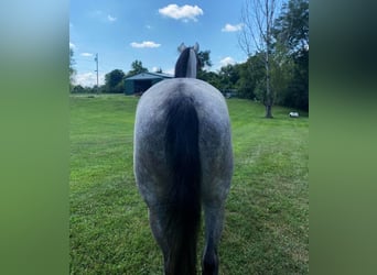 Kentucky Mountain Saddle Horse, Hongre, 9 Ans, 142 cm, Dunalino