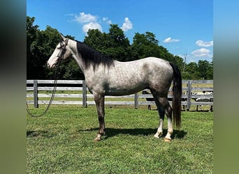 Kentucky Mountain Saddle Horse, Hongre, 9 Ans, 142 cm, Dunalino
