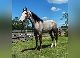 Kentucky Mountain Saddle Horse, Hongre, 9 Ans, 142 cm, Dunalino
