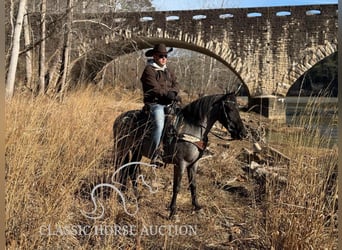 Kentucky Mountain Saddle Horse, Hongre, 9 Ans, 142 cm, Rouan Bleu