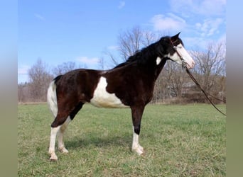 Kentucky Mountain Saddle Horse, Hongre, 9 Ans, 147 cm, Tobiano-toutes couleurs
