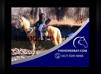 Kentucky Mountain Saddle Horse, Jument, 10 Ans, 155 cm, Palomino