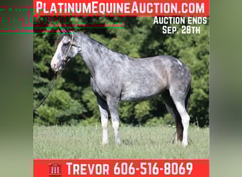 Kentucky Mountain Saddle Horse, Jument, 12 Ans, 152 cm, Rouan Bleu