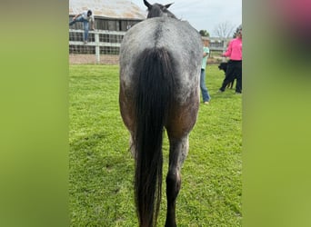 Kentucky Mountain Saddle Horse, Jument, 4 Ans, 142 cm, Rouan Bleu