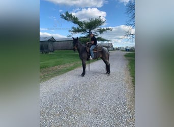 Kentucky Mountain Saddle Horse, Jument, 4 Ans, 142 cm, Rouan Bleu