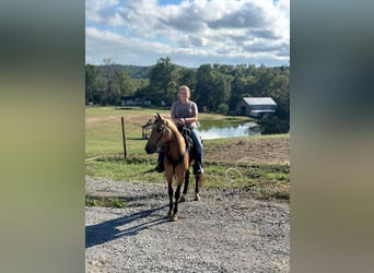 Kentucky Mountain Saddle Horse, Jument, 4 Ans, 152 cm, Buckskin