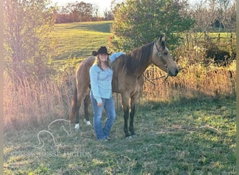 Kentucky Mountain Saddle Horse, Jument, 4 Ans, 152 cm, Buckskin