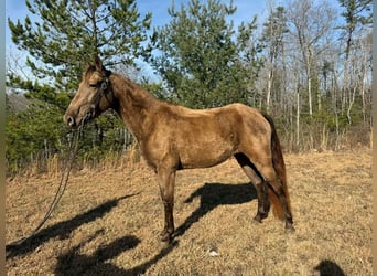 Kentucky Mountain Saddle Horse, Jument, 4 Ans, 152 cm, Champagne