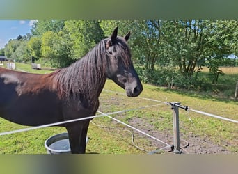 Kentucky Mountain Saddle Horse, Jument, 4 Ans, 153 cm, Noir