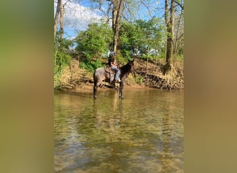 Kentucky Mountain Saddle Horse, Jument, 5 Ans, 142 cm, Rouan Bleu