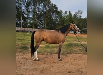 Kentucky Mountain Saddle Horse, Jument, 5 Ans, 152 cm, Buckskin