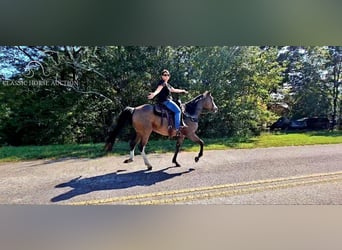 Kentucky Mountain Saddle Horse, Jument, 5 Ans, 152 cm, Buckskin