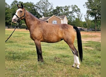 Kentucky Mountain Saddle Horse, Jument, 5 Ans, 152 cm, Buckskin