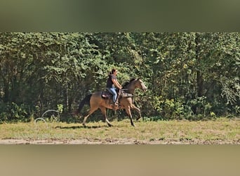 Kentucky Mountain Saddle Horse, Jument, 5 Ans, 152 cm, Buckskin