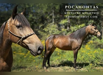 Kentucky Mountain Saddle Horse, Jument, 8 Ans, Buckskin