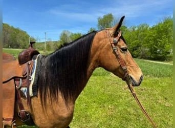 Kentucky Mountain Saddle Horse, Jument, 9 Ans, 152 cm, Buckskin