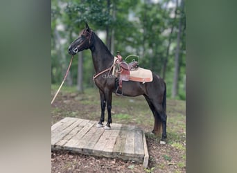 Kentucky Mountain Saddle Horse, Klacz, 10 lat, 152 cm, Kara